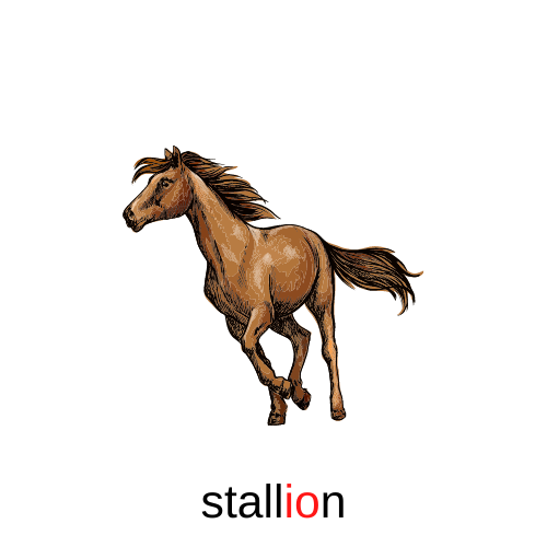 stallion